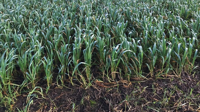 Armagh grower commits to growing winter crops only