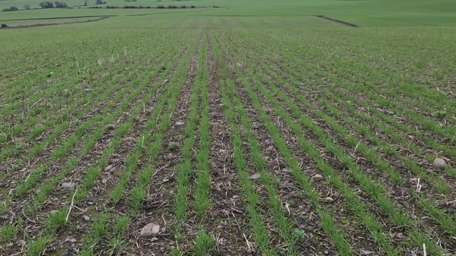Tillage: Assessing establishment rates in winter cereals