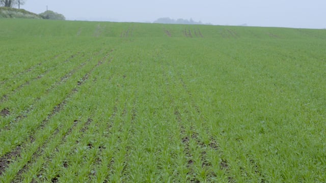 Aphids: Numbers up, but none flying yet
