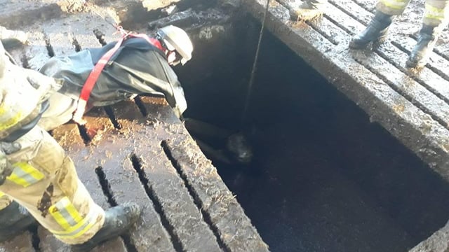 Firefighters spring stricken cattle from slurry tank