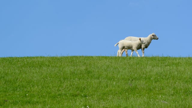 EU agri committee urged to visit border region