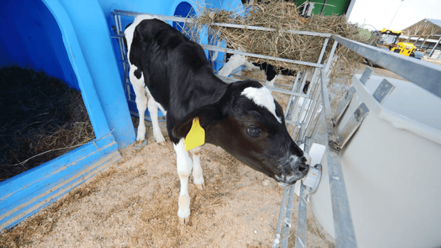 What should I feed my calves during the cold temperatures?