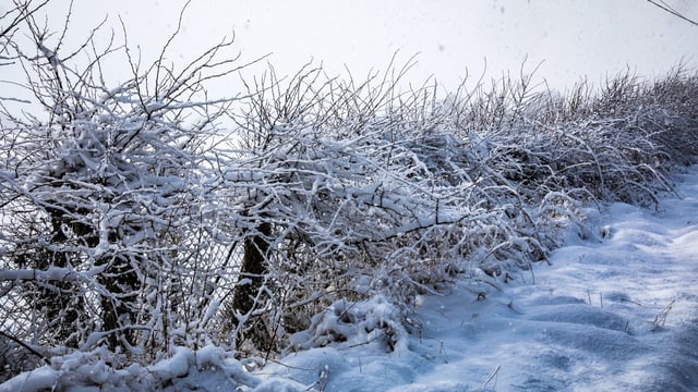 Status Yellow snow/ice warning issued for three counties
