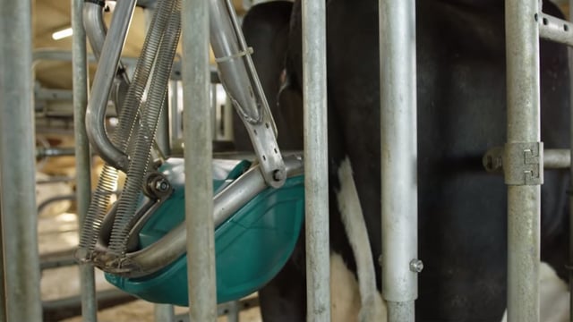 Dutch firm to test 'cow toilets' to cut farm ammonia emissions