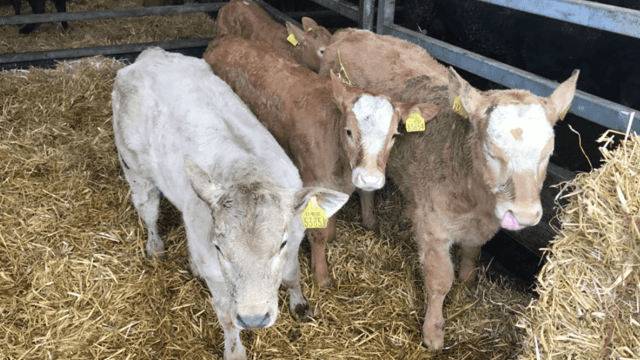 How many suckler and dairy calves were registered in 2018?