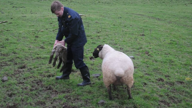 Garda takes 'hands-on' approach in sheep rescue