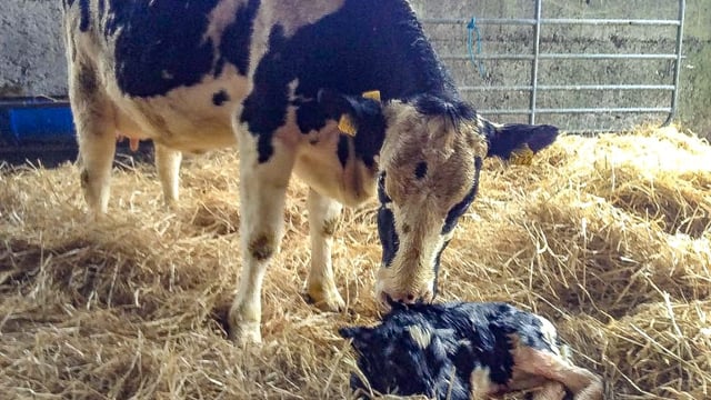 Johne's disease: Good management and hygiene must be top of agenda