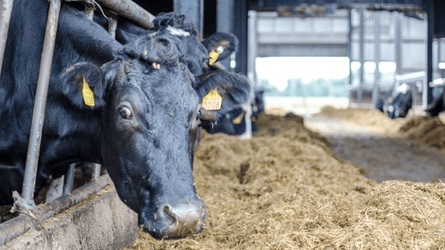 Which breed of cow is best suited to once-a-day milking?