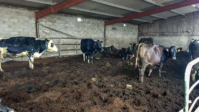 Dairy focus: Gearing up to calve a 300-cow herd in Co. Limerick