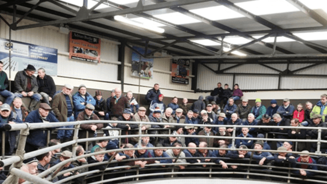 Heifers sell to a top price of €1,600/head at Ballinrobe Mart