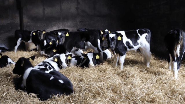 Beef Plan to protest 'Government inaction' on exports