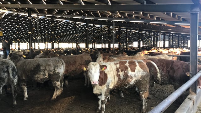 'Feedlot operations undermine Origin Green' - Beef Plan Movement
