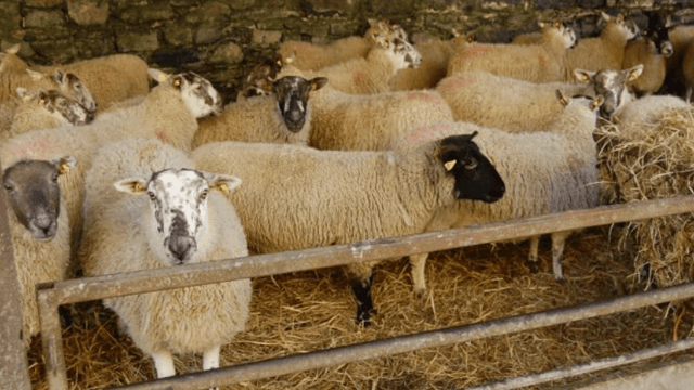How much concentrates should I feed with my silage? 