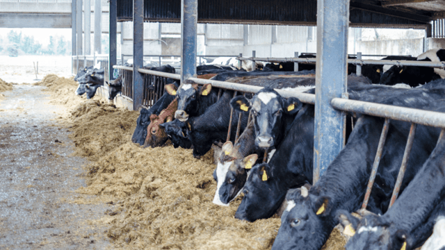 'Breeding and grass are the pieces of the jigsaw for sustainable dairy farming'