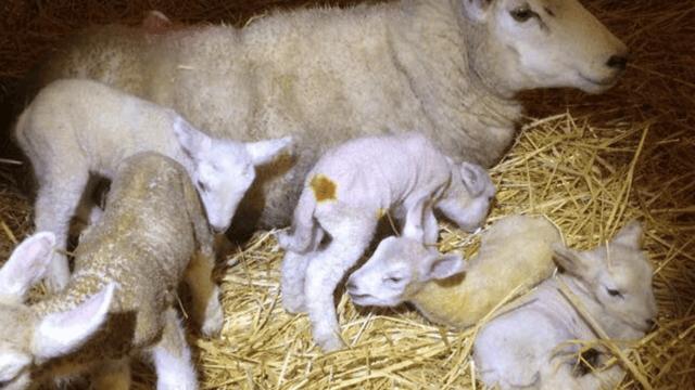 Yuletide ewe has hale and hearty quintuplet lambs in Mayo