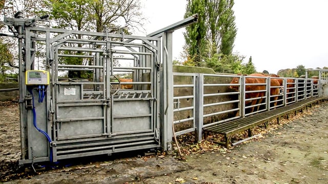 Which cattle breed recorded the highest average daily gain in 2018?