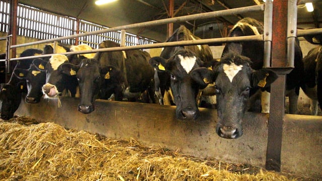 FARM SMART: Automation and technology top of the agenda on Co. Tipperary dairy farm