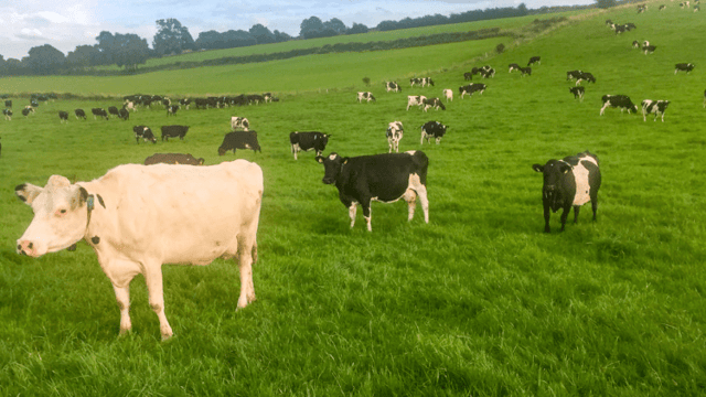 Operating TAD and OAD milking on separate holdings in Co. Roscommon/Galway