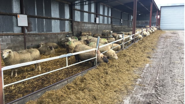 Sheep conference: The importance of good-quality silage