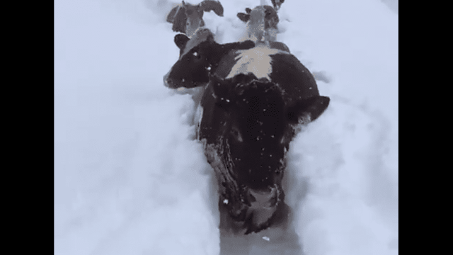 Video: Cows trek through trenches of snow for milking