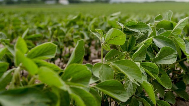 Grain growers disappointed in feeding of imported grains