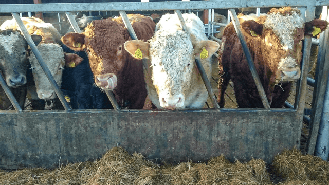 Turkish ban on live cattle imports remains in place