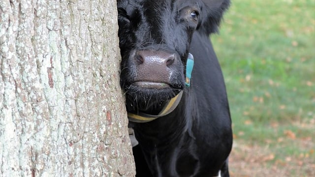 How can forestry fit into a dairy farmer's plans?