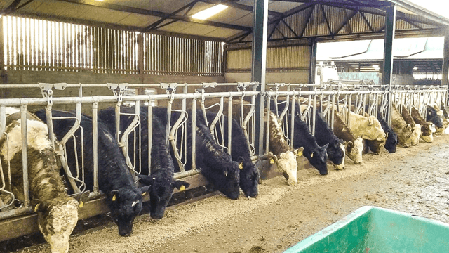 Beef trade: Seasonal higher prices nowhere to be seen