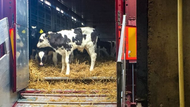 Dairy calf exports: 'Some disruption expected in early 2019'