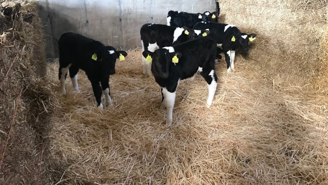Calf registrations: Calving season gets underway