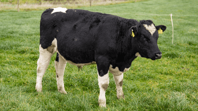 How much should beef farmers pay for bull calves from the dairy herd?