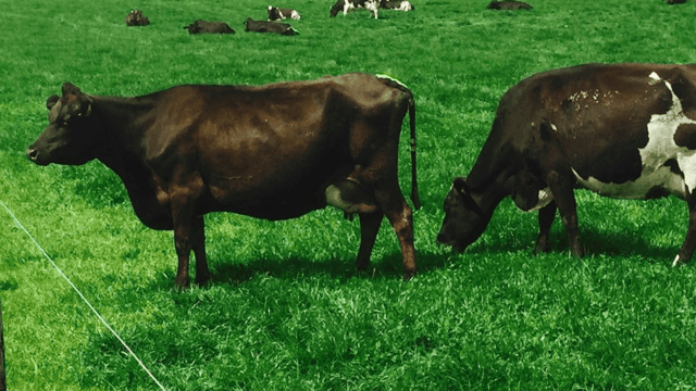 Why this Co. Cork farmer will not return to twice-a-day milking