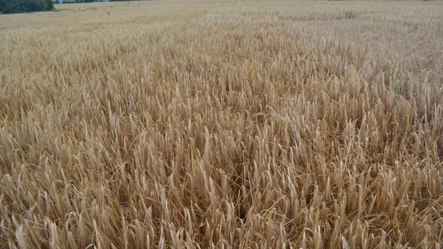 Reducing the risk of brackling...a farmer's view