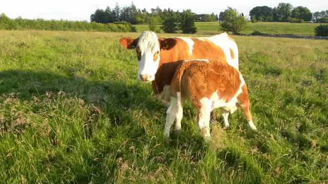 National Farm Survey: 'Complete rethink of agri policy needed'