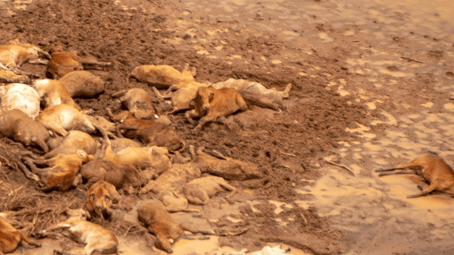 Video: Australian floods see an estimated 500,000 cattle perish