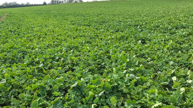 Spring beans aids in reducing nitrogen requirement