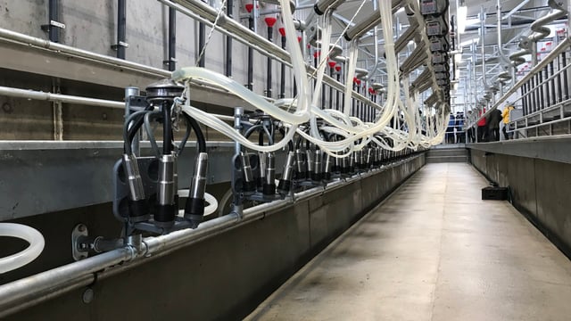 'Galling to see co-ops rediscover connection to Ornua PPI' - ICMSA