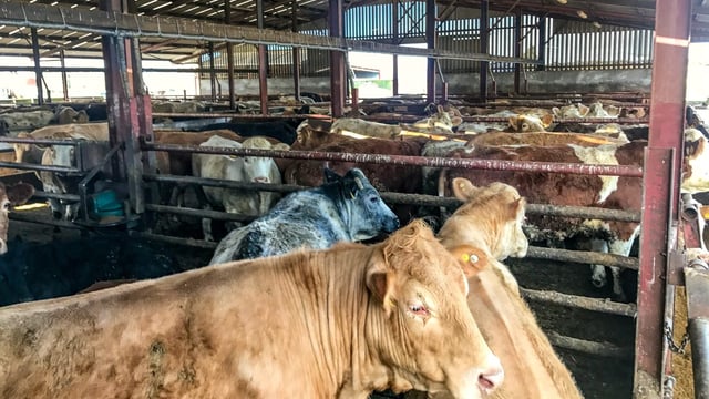 ICSA committed to opposing TB history display in marts