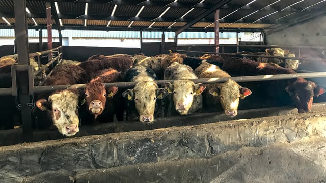 Beef trade: Steer and heifer quotes drop to 350c/kg