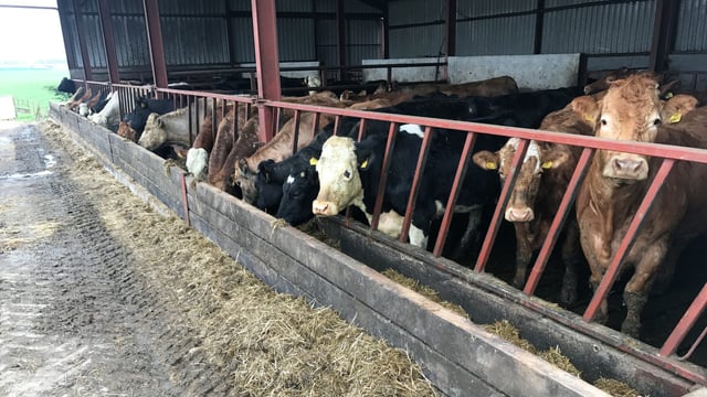 What should I be feeding my suckler cows post calving?
