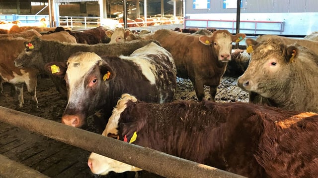 Creed to travel to Turkey to address ban on live cattle imports