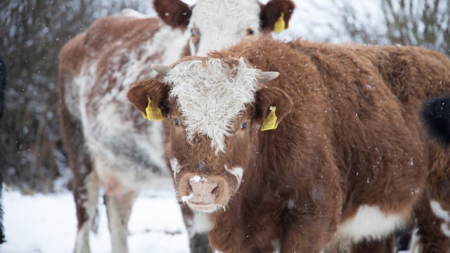Met Éireann issues snow and ice warning for northwest
