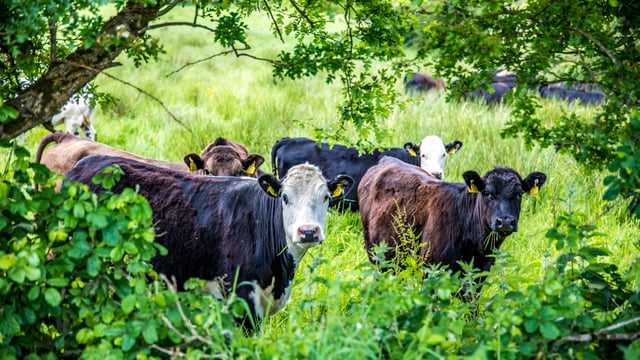 Carbon farming agreement reached 'at expense of livestock'