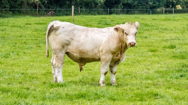 Beef price index on the cards following sector reform talks
