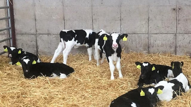 Autumn-calving: Dealing with scour in calves