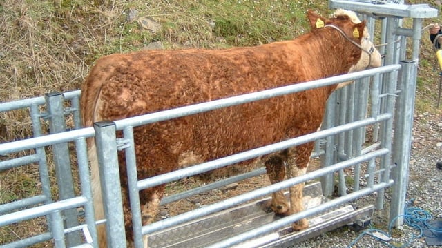 1 week left to submit BEEP-S and dairy-beef calf weights