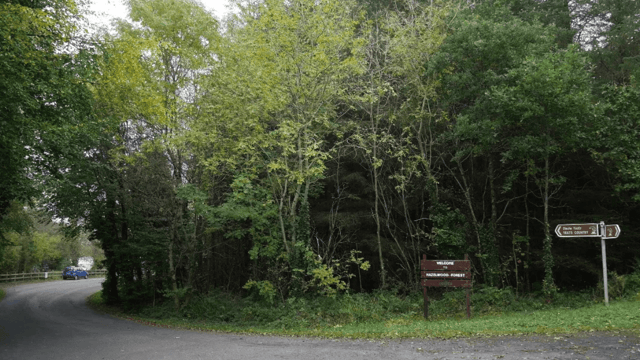Coillte to spend €500,000 on Sligo woodland restoration