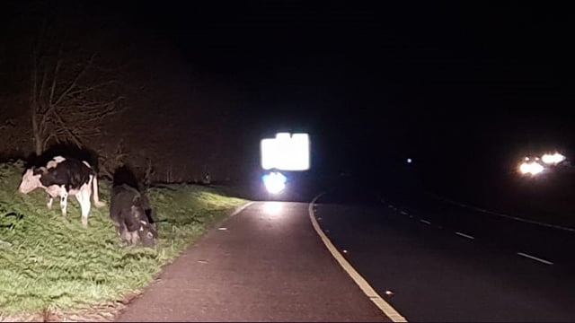 Motorway mischief-makers 'mooved'