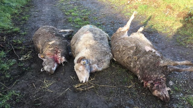 Graphic images: Sheep killed and injured in recurring dog attacks