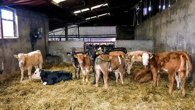 Solving issues with coccidiosis in calves this spring